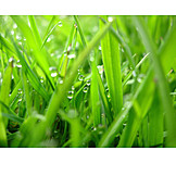   Gras, Wassertropfen