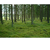   Wald, Moos, Nadelwald