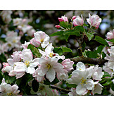   Apfelblüte, Marienkäfer, Boskoopblüte