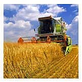   Wheat, Harvest, Combine