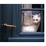   Katze, Fenster