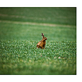   Meadow, Rabbit, Hare