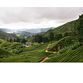   Asien, Hügel, Teeanbau, Malaysia