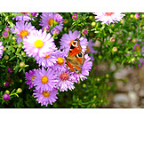  Aster, Peacock butterfly