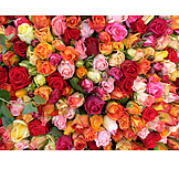   Rose, Blumenmeer, Rosenblüte, Blütenmeer