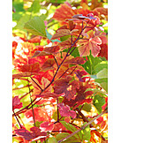   Grape Leaf, Vine Leaves