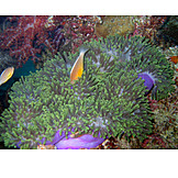   Fisch, Seeanemone