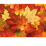   Autumn leaves, Maple leaf
