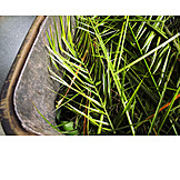   Palm leaf, Garbage bin, Wheelbarrow, Biowaste