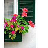   Window box, Balcony plants