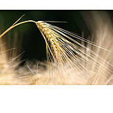   Barley, Grain, Wheat ear