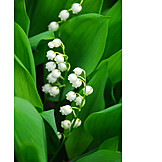   Plant, Flower, Lily of the valley