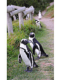   Pinguin, Humboldt, Pinguin
