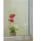   Flower pot, Rain, Window sill
