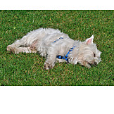   Schlafen, Hund, West highland terrier