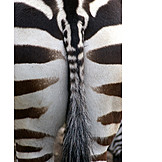   Tail, Zebra, Rear end
