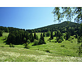   Landschaft, Mittelgebirge, Thüringer wald