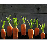   Vegetable, Carrot