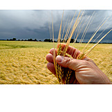   Grain, Hand, Barley, Check