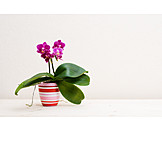   Zimmerpflanze, Orchidee