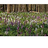   Wald, Blüte, Frühling, Hohler Lerchensporn