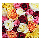  Rose, Rosenblüte, Rosenstrauß