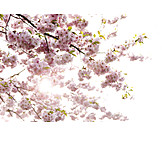   Kirschblüte, Frühling, Obstblüte