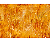   Barley, Barley, Corn field