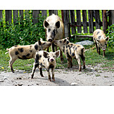   Tierfamilie, Schwein, Nutztiere, Ferkel