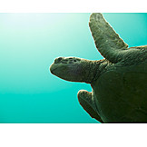   Turtle, Sea turtle