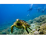   Diver, Turtle, Sea turtle