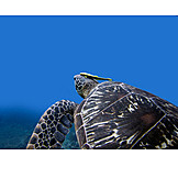   Schildkröte, Meeresschildkröte, Putzerfisch