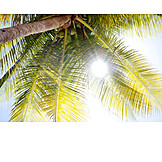   Sunlight, Summer, Palm