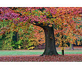   Baum, Herbst, Eiche
