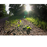   Sunlight, Path, Gravel road