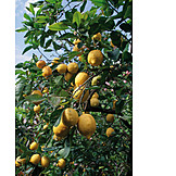  Lemon tree