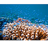   Korallenriff, Fischschwarm, Koralle