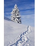   Winter, Winterlandschaft, Tanne, Schnee, Schneespur