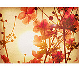   Blume, Anemone, Flower power