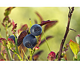   Twig, Blueberry