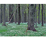   Wald, Frühling, Blütenteppich