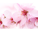  Spring, Cherry blossom, Flowering