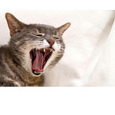   Cat, Yawning