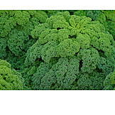   Cabbage, Kale