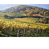   Autumn, Vineyard, Wine Field
