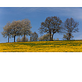   Landschaft, Blumenwiese, Frühling