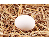   Chicken egg, Egg