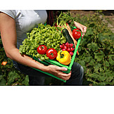   Vegetable garden, Basket, Vegetable harvest, Vegetable box