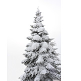   Coniferous tree, Snowy, Snow cover