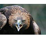   Eagle, Raptor, Golden eagle